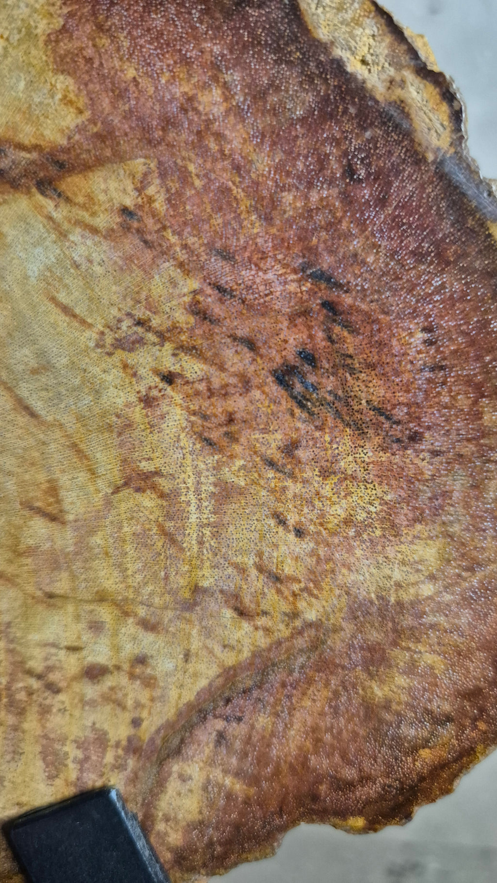 Versteinertes Holz #1