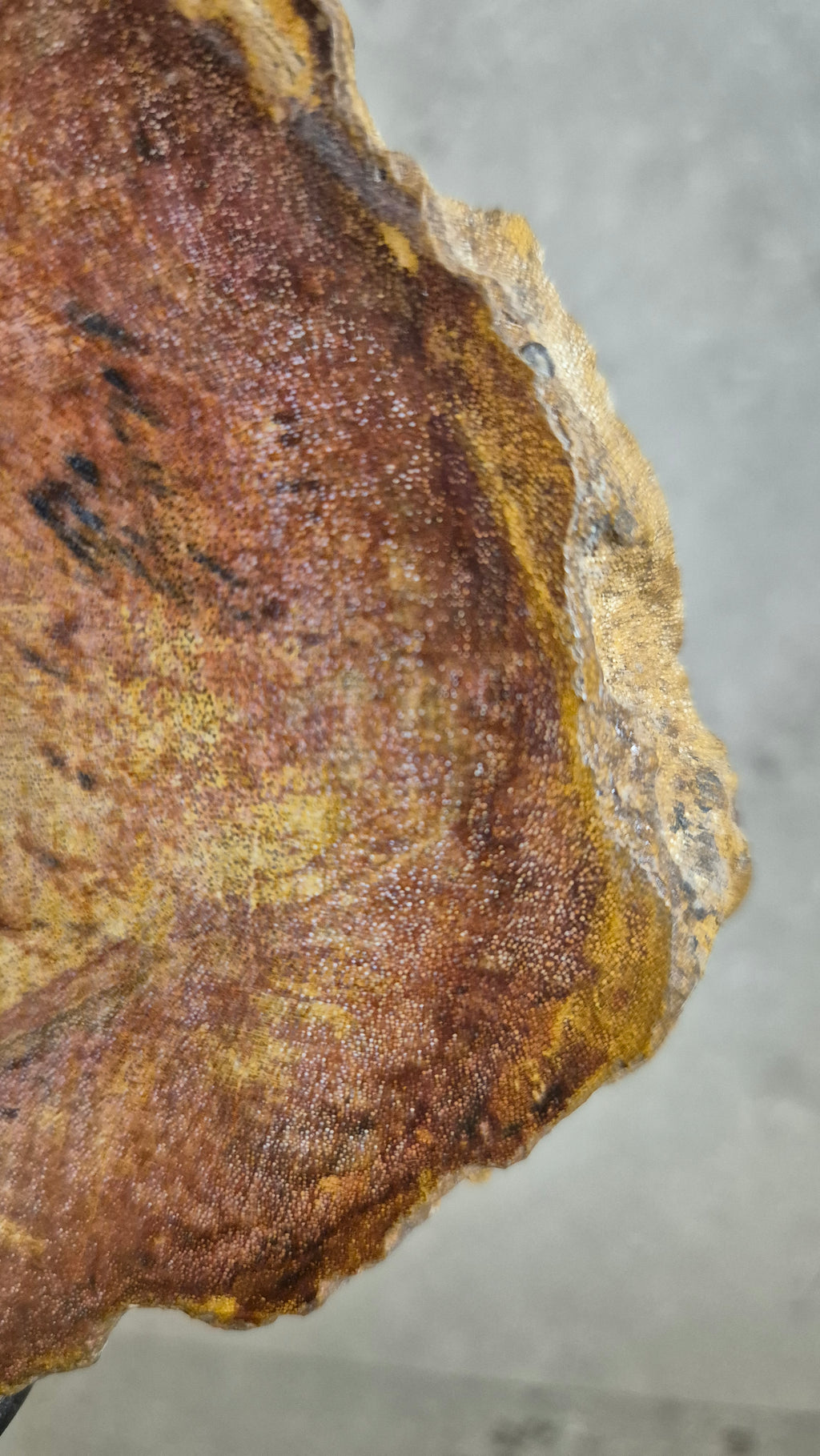 Versteinertes Holz #1