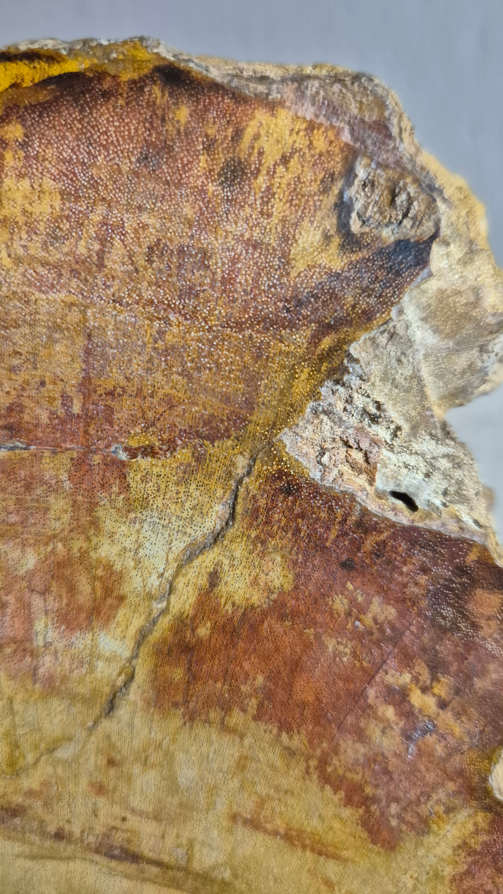 Versteinertes Holz #1