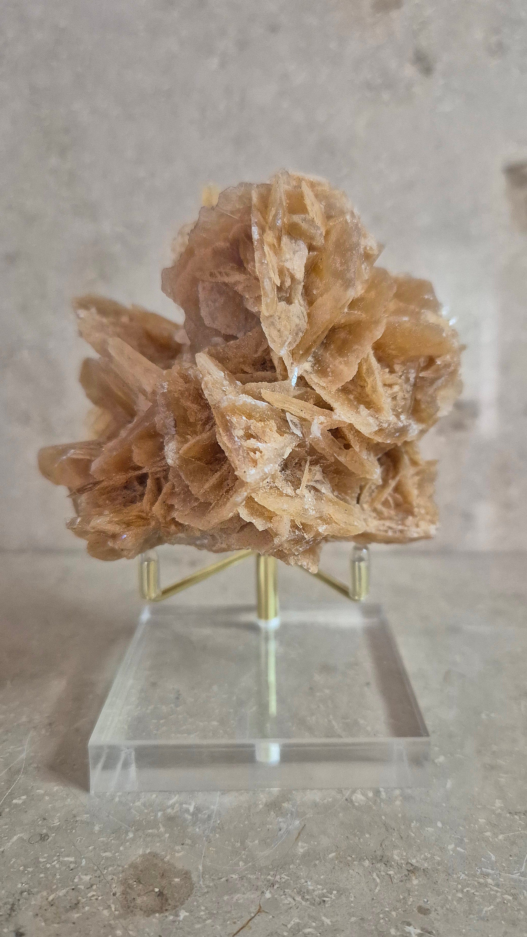 Sandrose I Wüstenrose
