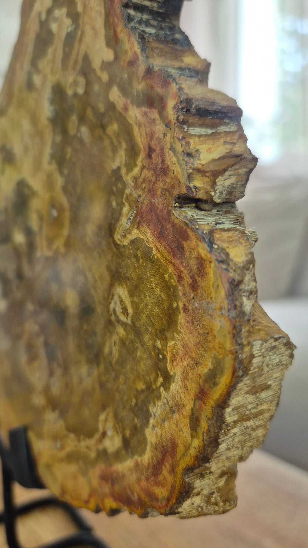 Versteinertes Holz #4