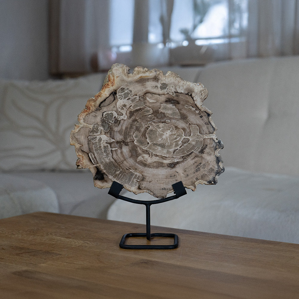 Versteinertes Holz #3