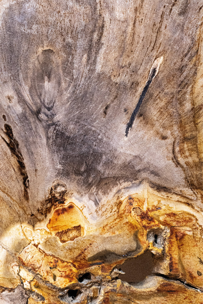 Versteinertes Holz #2