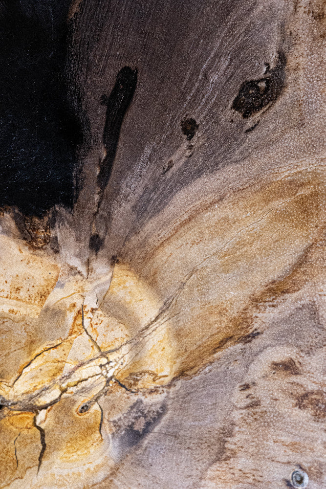 Versteinertes Holz #2