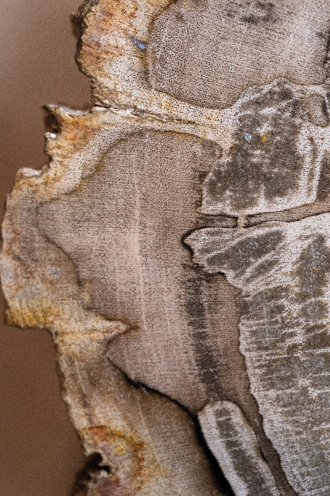 Versteinertes Holz #3